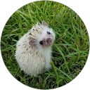 Little Hedgehog profile picture